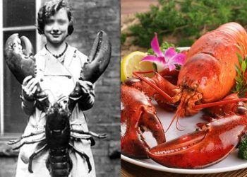 Tôm hùm: Từ “phận tôi đòi” trở thành biểu tượng thượng lưu trong nghệ thuật ẩm thực tinh hoa