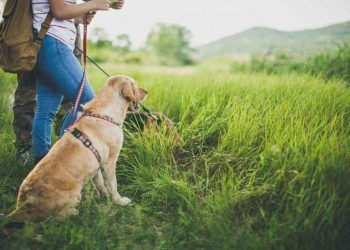 The Four-Legged Sovereign: Decoupling Pet Companionship from Domestic Constraints in High-Society Travel