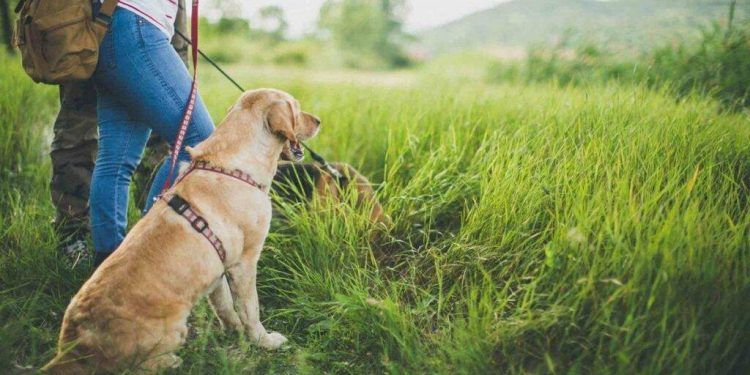 The Four-Legged Sovereign: Decoupling Pet Companionship from Domestic Constraints in High-Society Travel